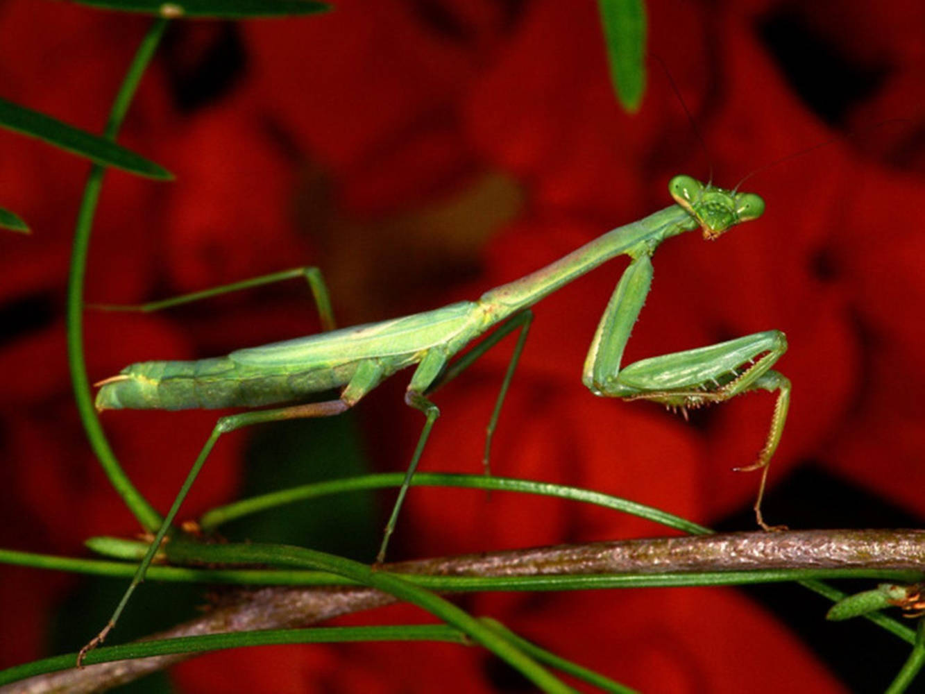 Praying Mantis Red Flowers Wallpaper