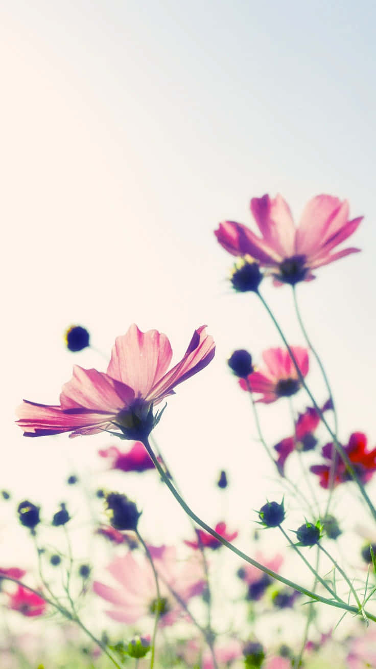 Preppy Spring Cosmos Flowers Wallpaper