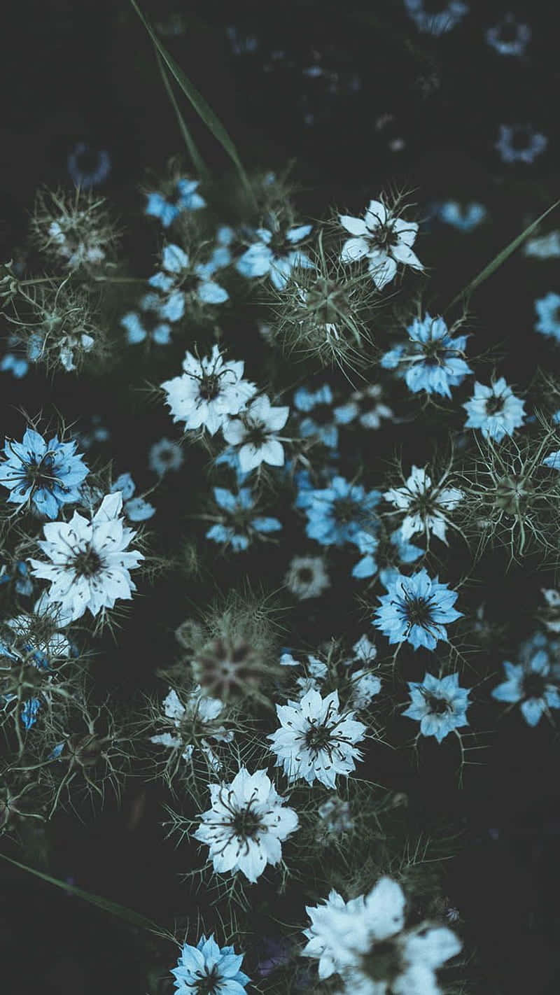 Preppy Spring Nigella Damascena Flowers Dark Background Wallpaper