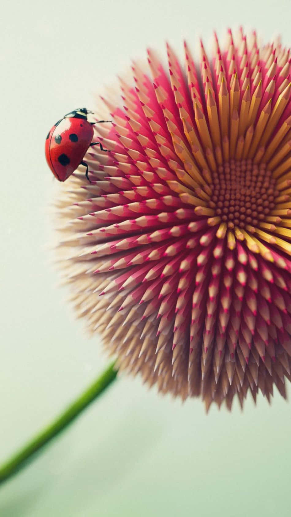 Preserve The Memory Of Summer With This Beautiful Ladybug Wallpaper For Your Iphone Wallpaper