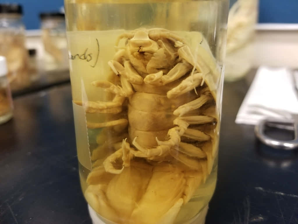 Preserved Giant Isopod Specimen Wallpaper