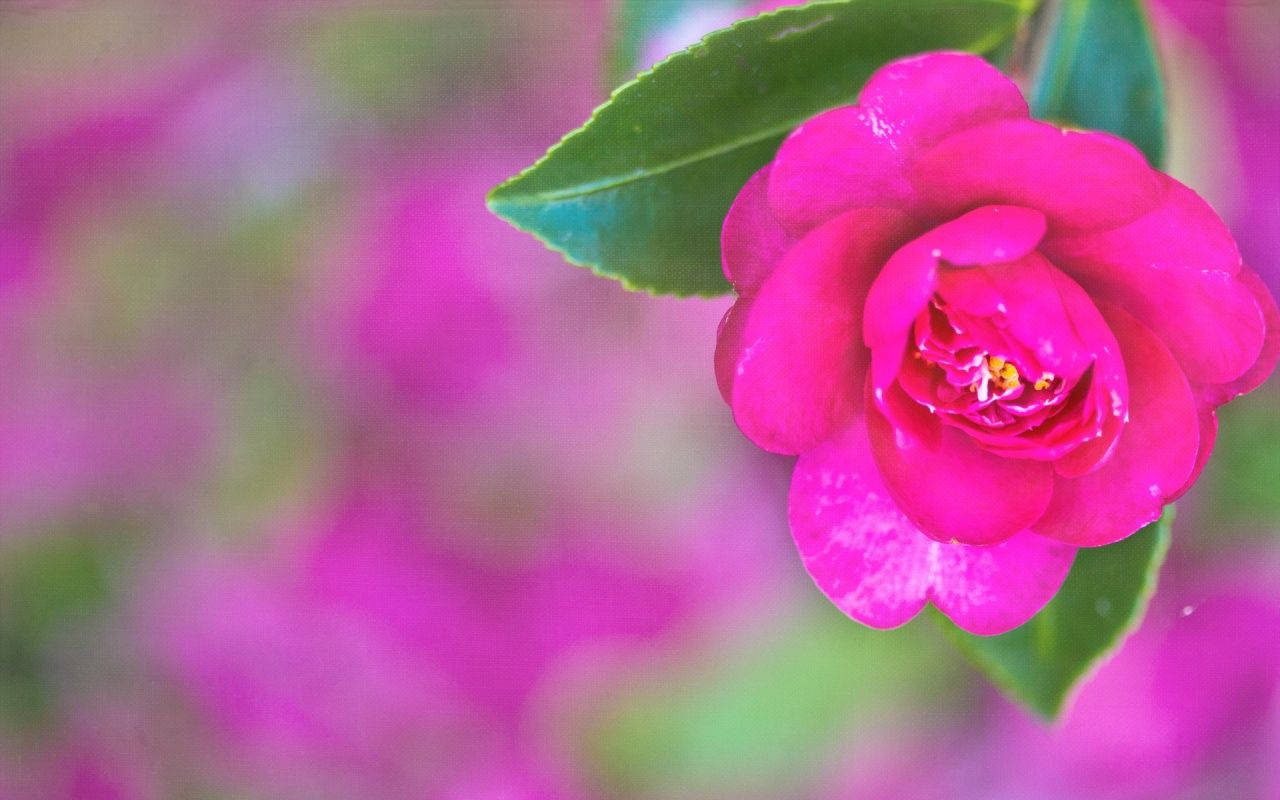 Pretty Fuchsia Flower Image Wallpaper