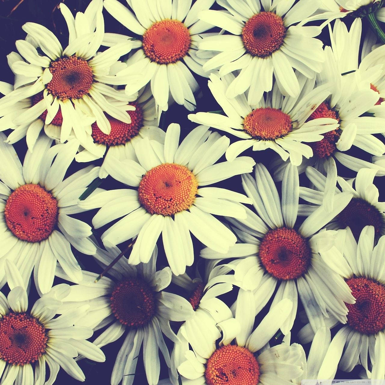 Pretty White Daisy Image Wallpaper