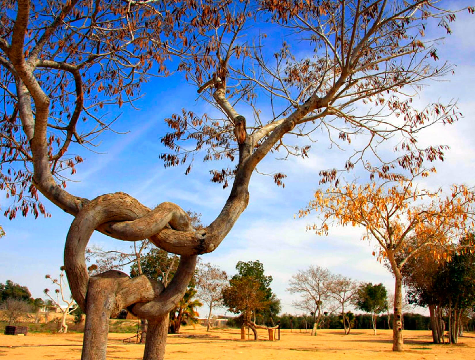 Pretzel-shaped Tree Wallpaper