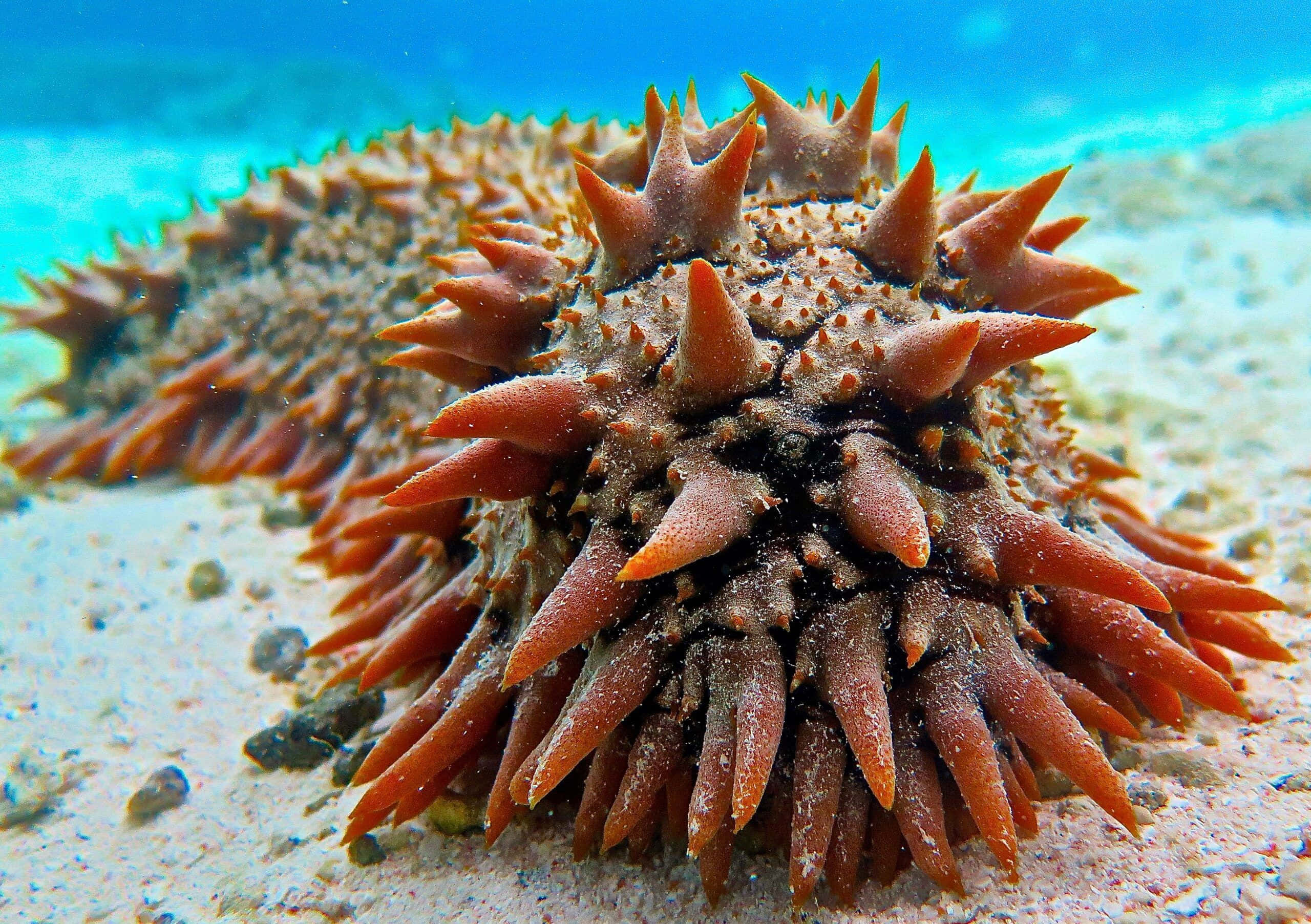 Pristine Underwater Life: The Sea Cucumber Wallpaper