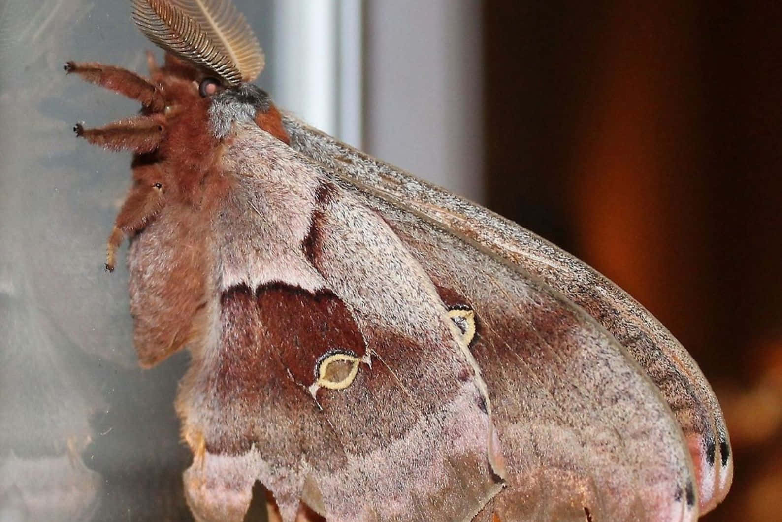 Promethea Moth Close Up Wallpaper