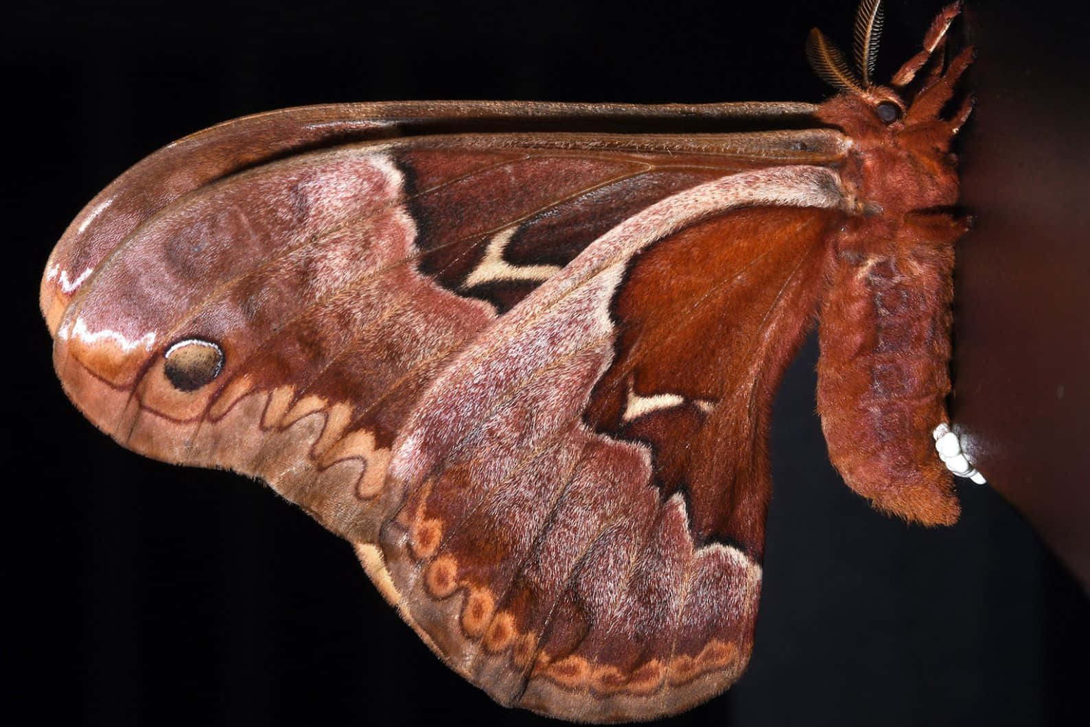 Promethea Moth Close Up Wallpaper