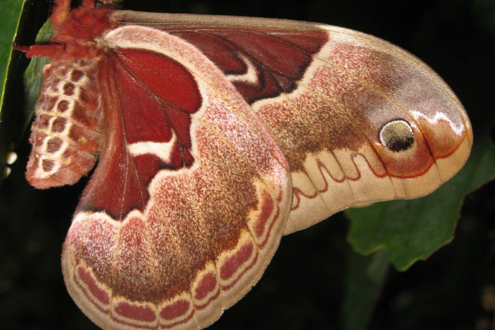 Promethea Moth Close Up Wallpaper