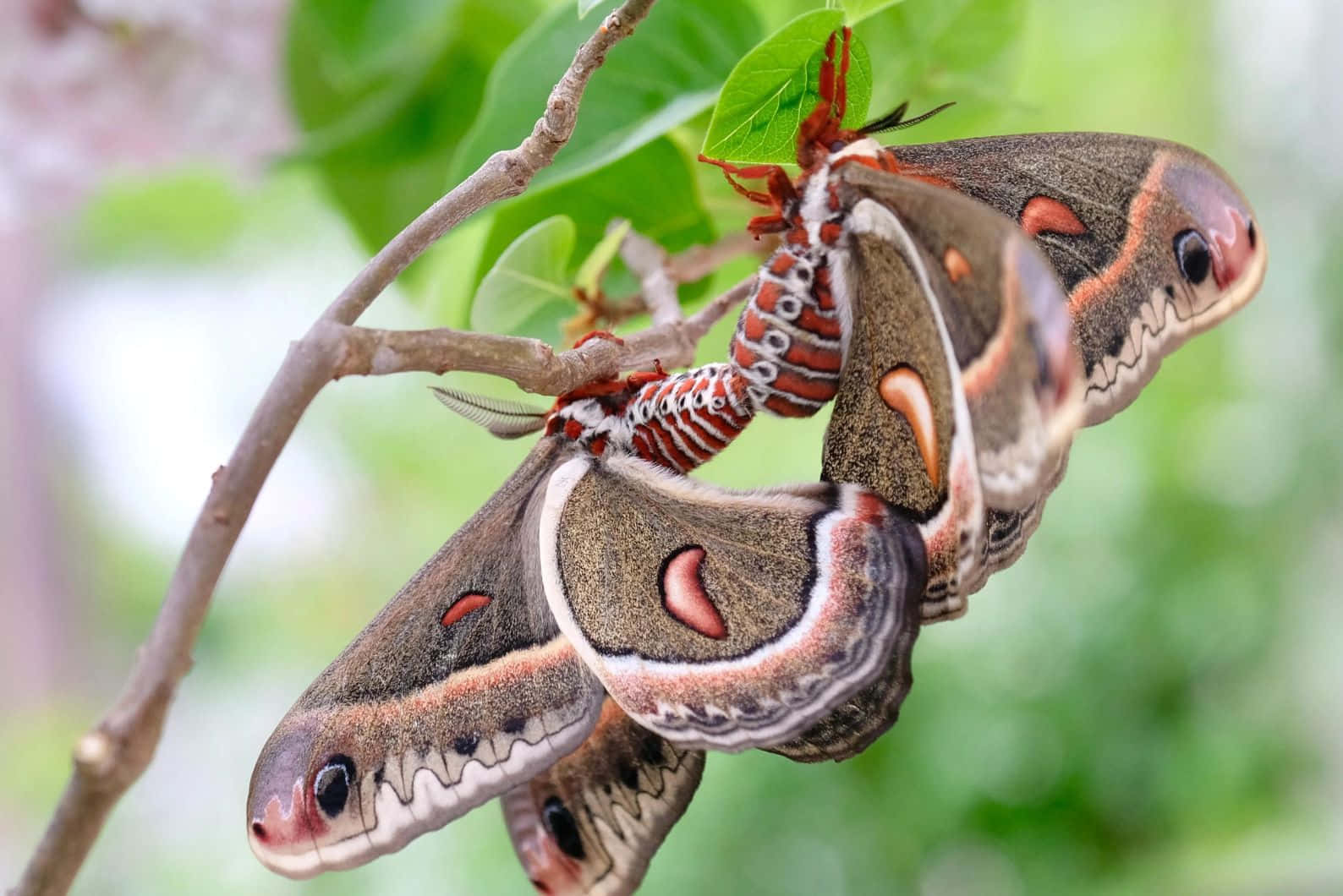 Promethea Moth Perchedon Branch Wallpaper