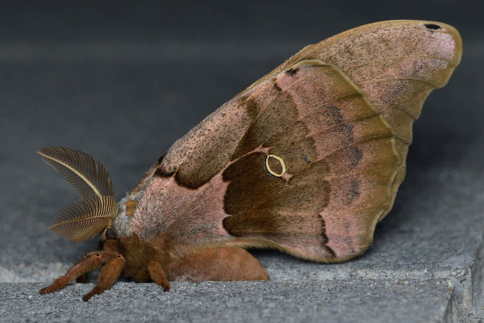 Promethea Moth Restingon Grey Surface Wallpaper