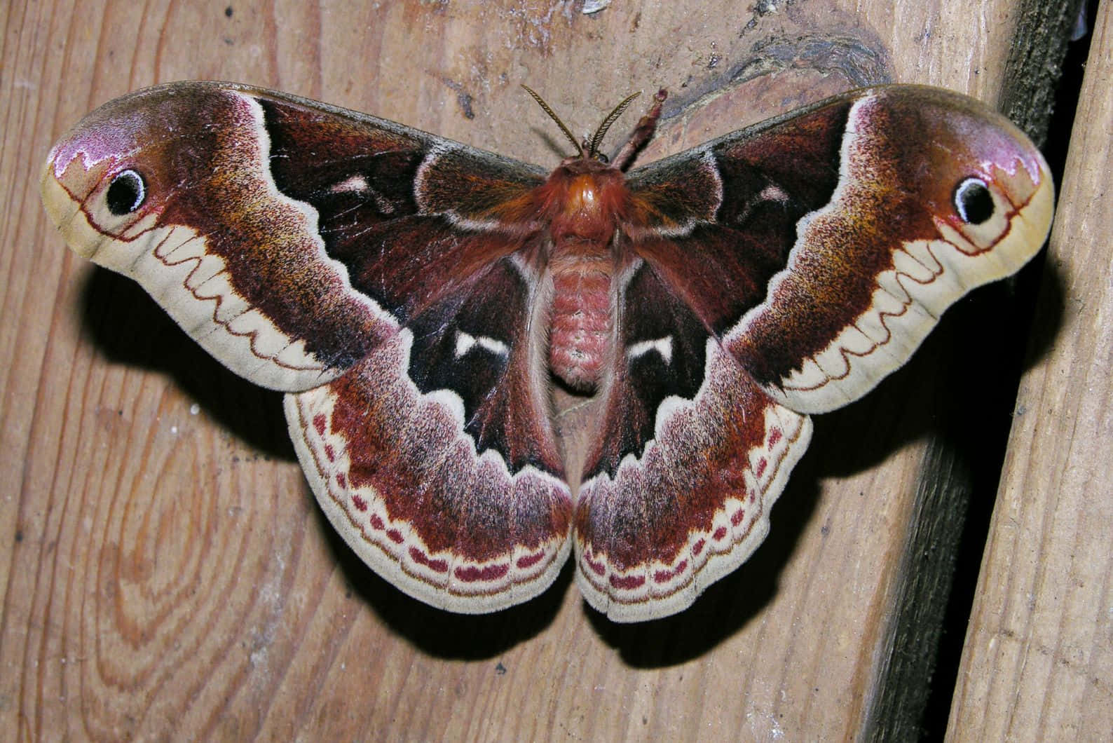 Promethea Moth Spread Wings Wallpaper