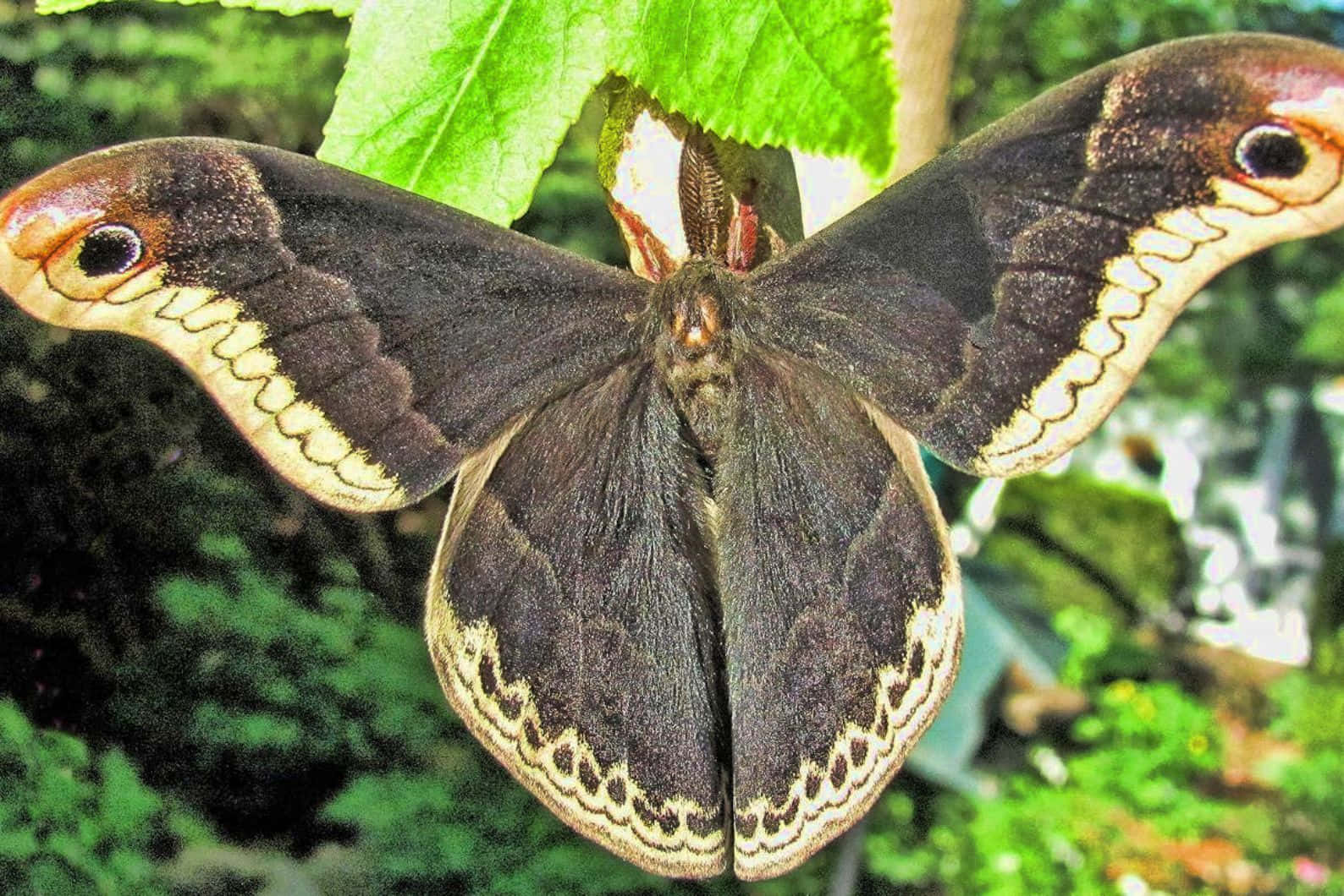 Promethea Moth Spread Wings Wallpaper