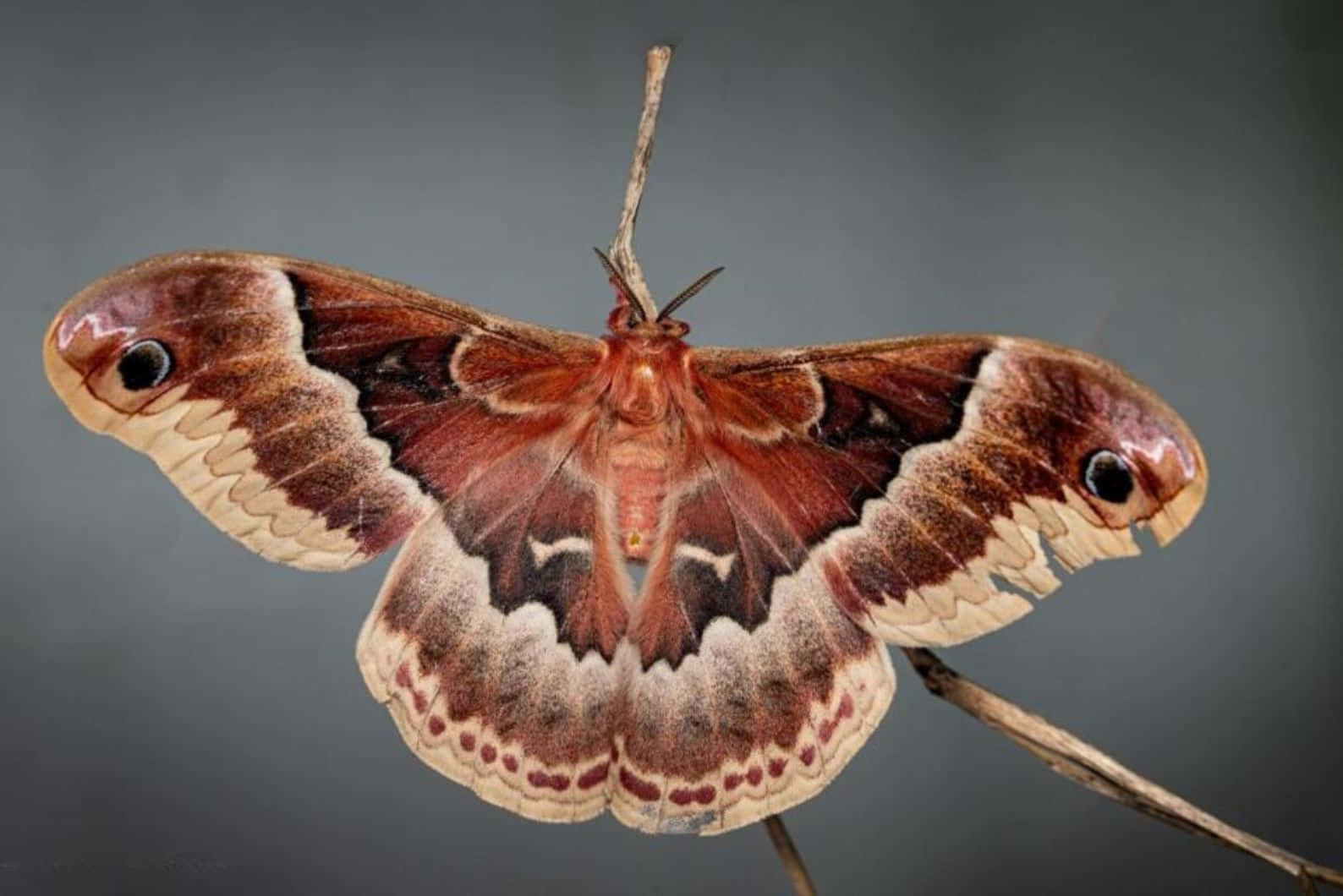 Promethea Moth Spread Wings Wallpaper