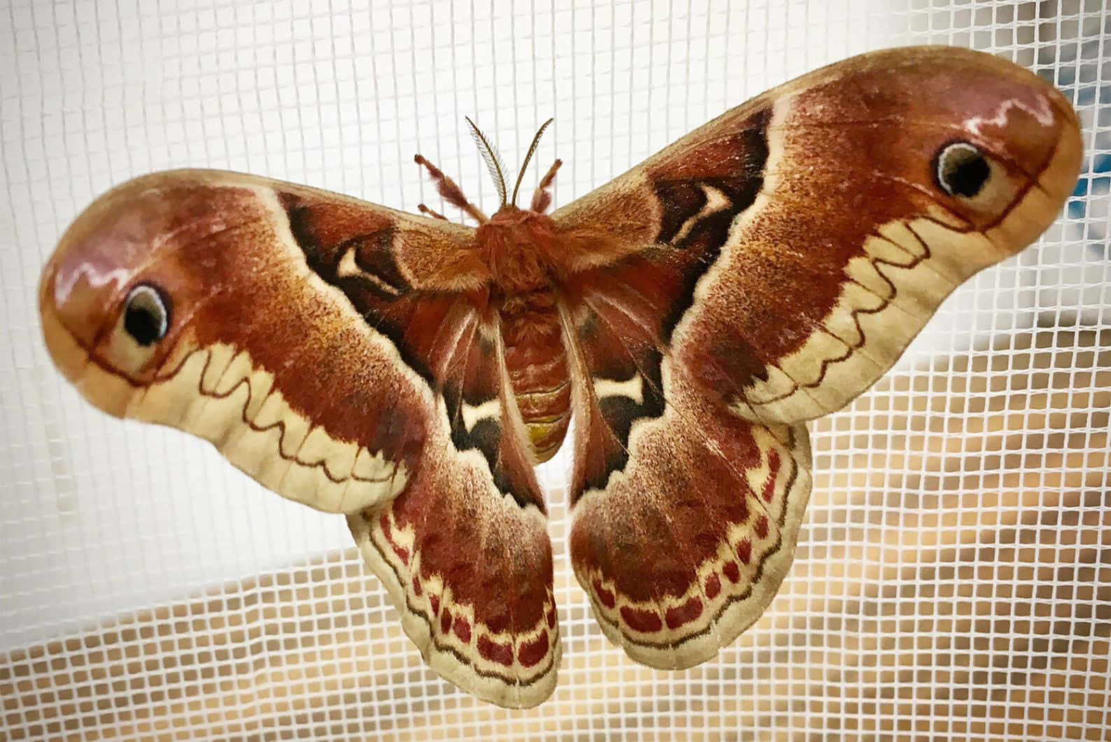 Promethea Moth Spread Wings Wallpaper