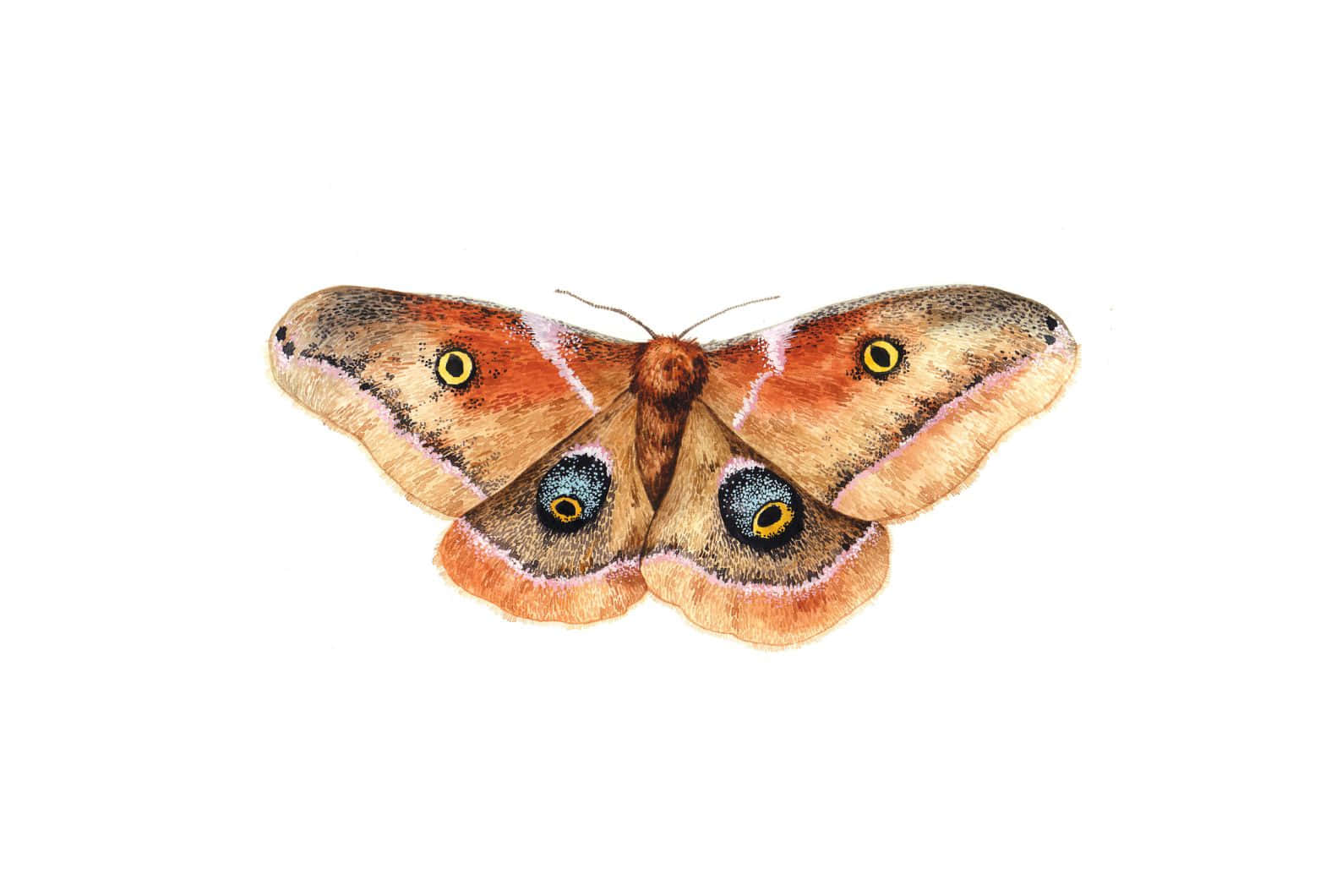 Promethea Moth Spread Wings Wallpaper