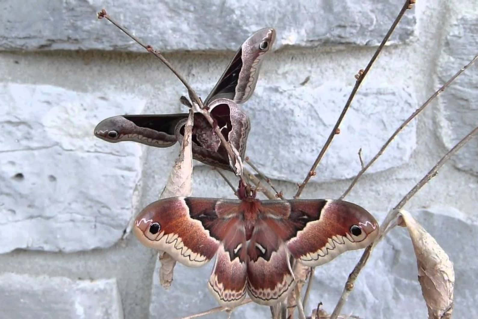 Promethea Moth Spread Wings Wallpaper