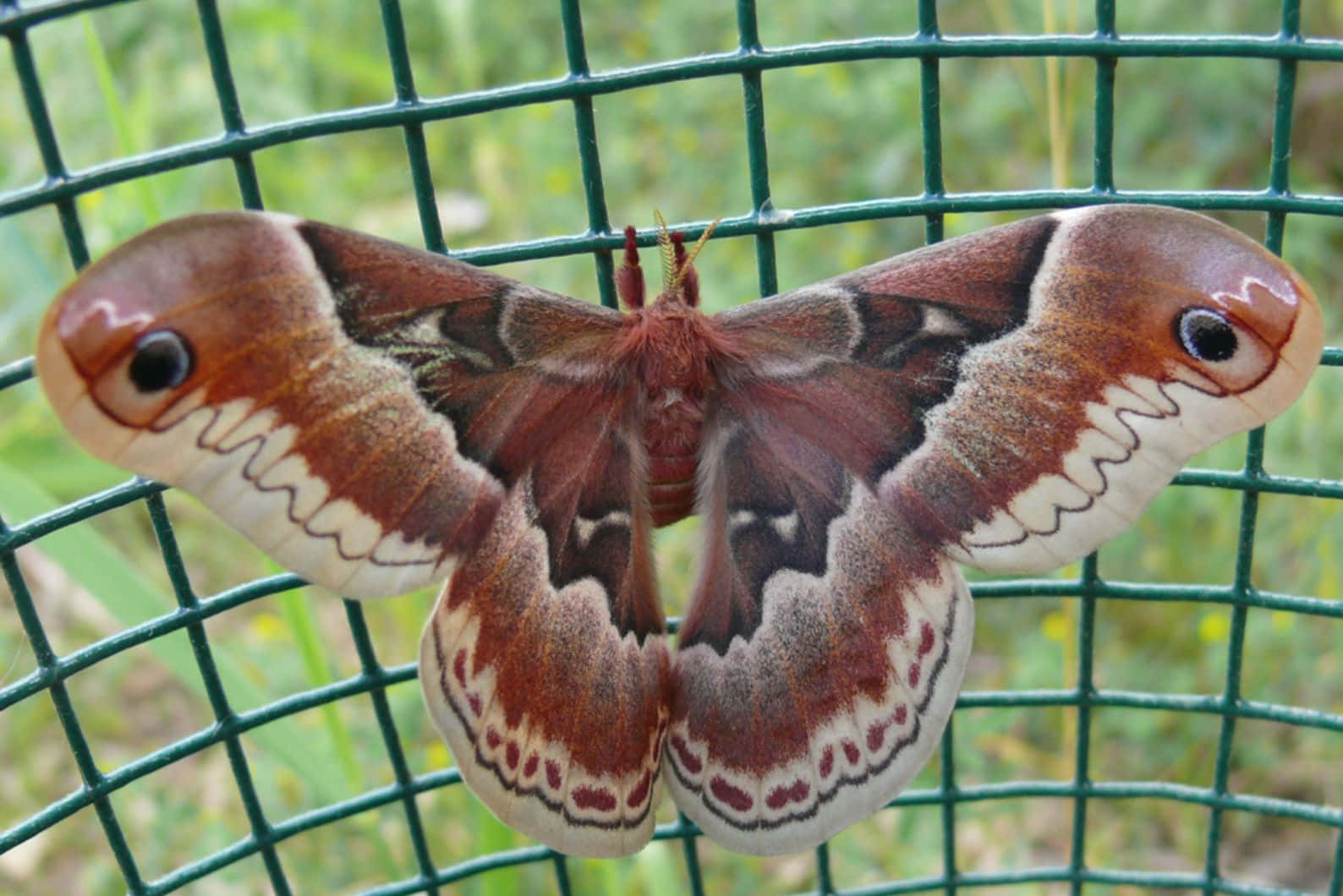 Promethea Moth Spread Wings Wallpaper