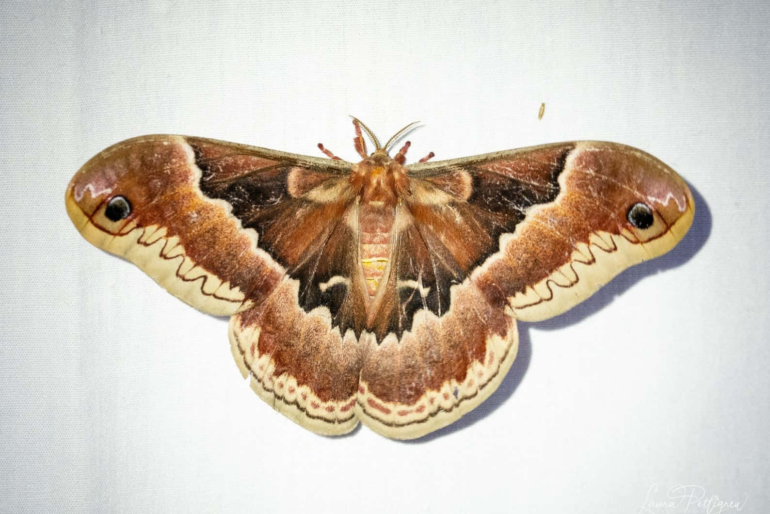 Promethea Moth Spread Wings Wallpaper