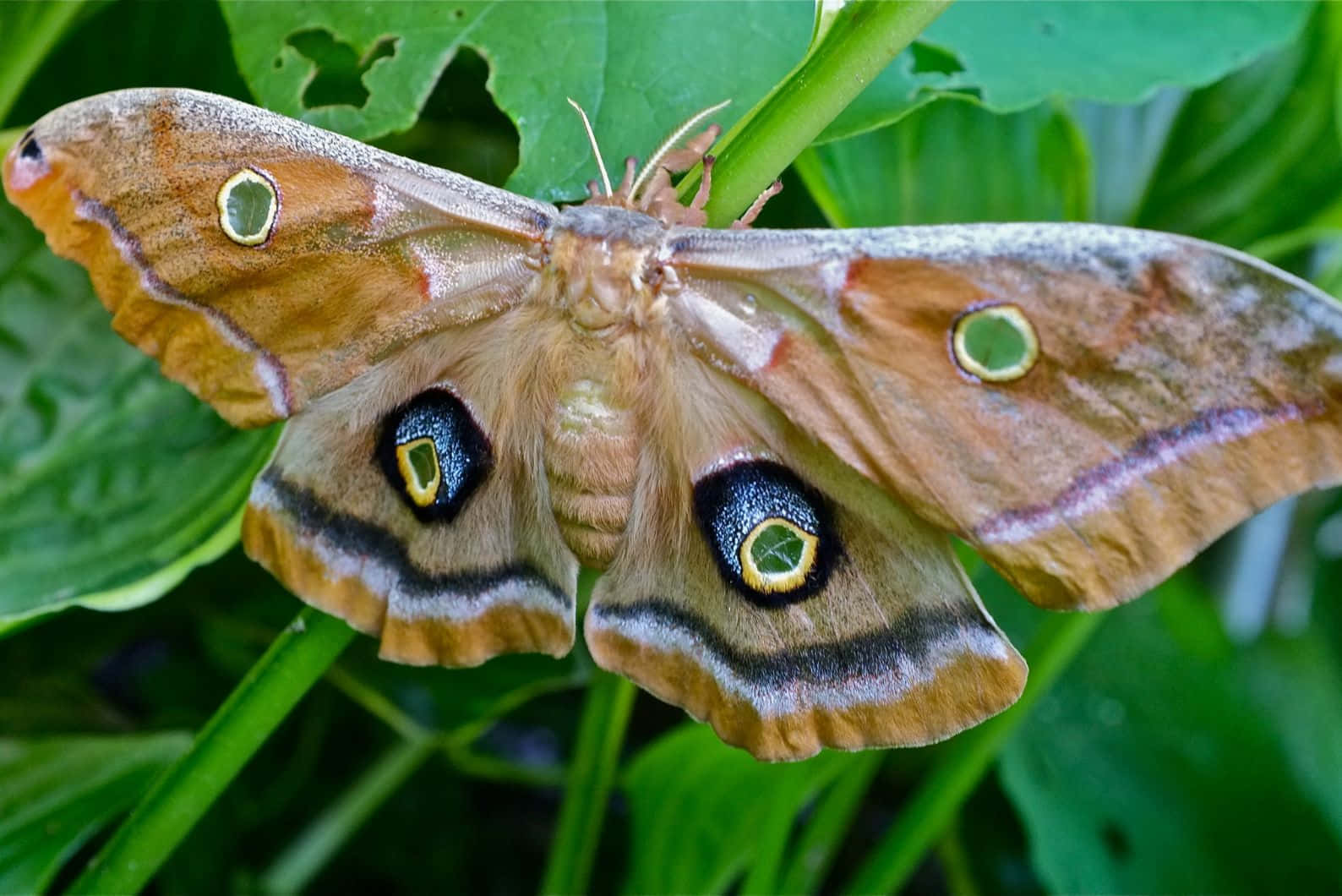 Promethea Moth Spread Wings Wallpaper