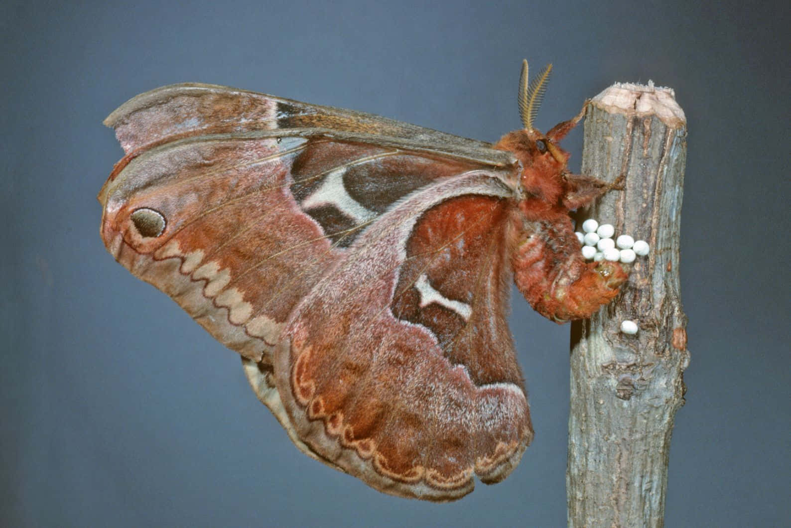 Promethea Moth With Eggs Wallpaper