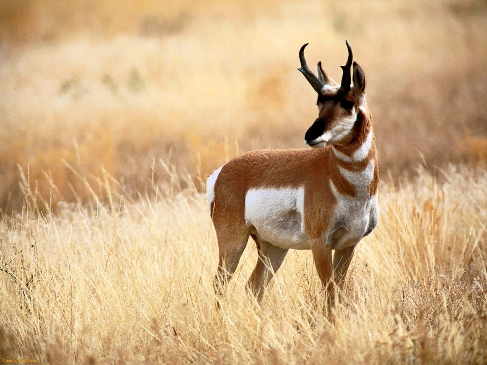 Pronghorn Antelopein Grassland.jpg Wallpaper