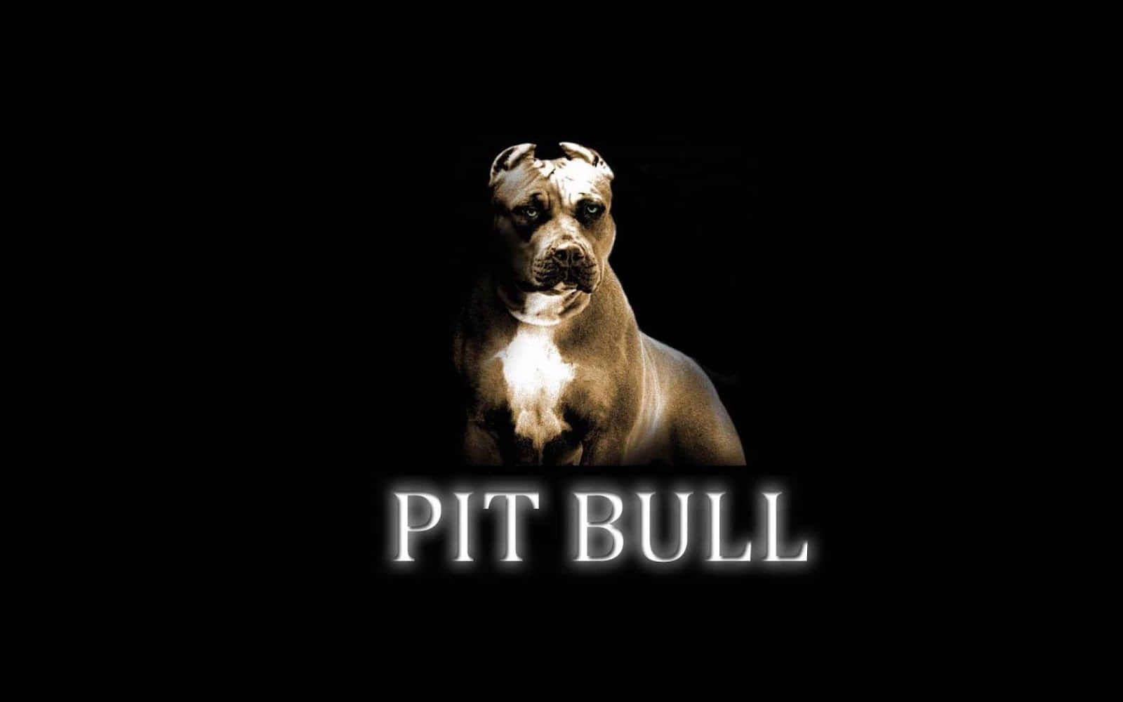 Proud And Loyal Black Pitbull Wallpaper