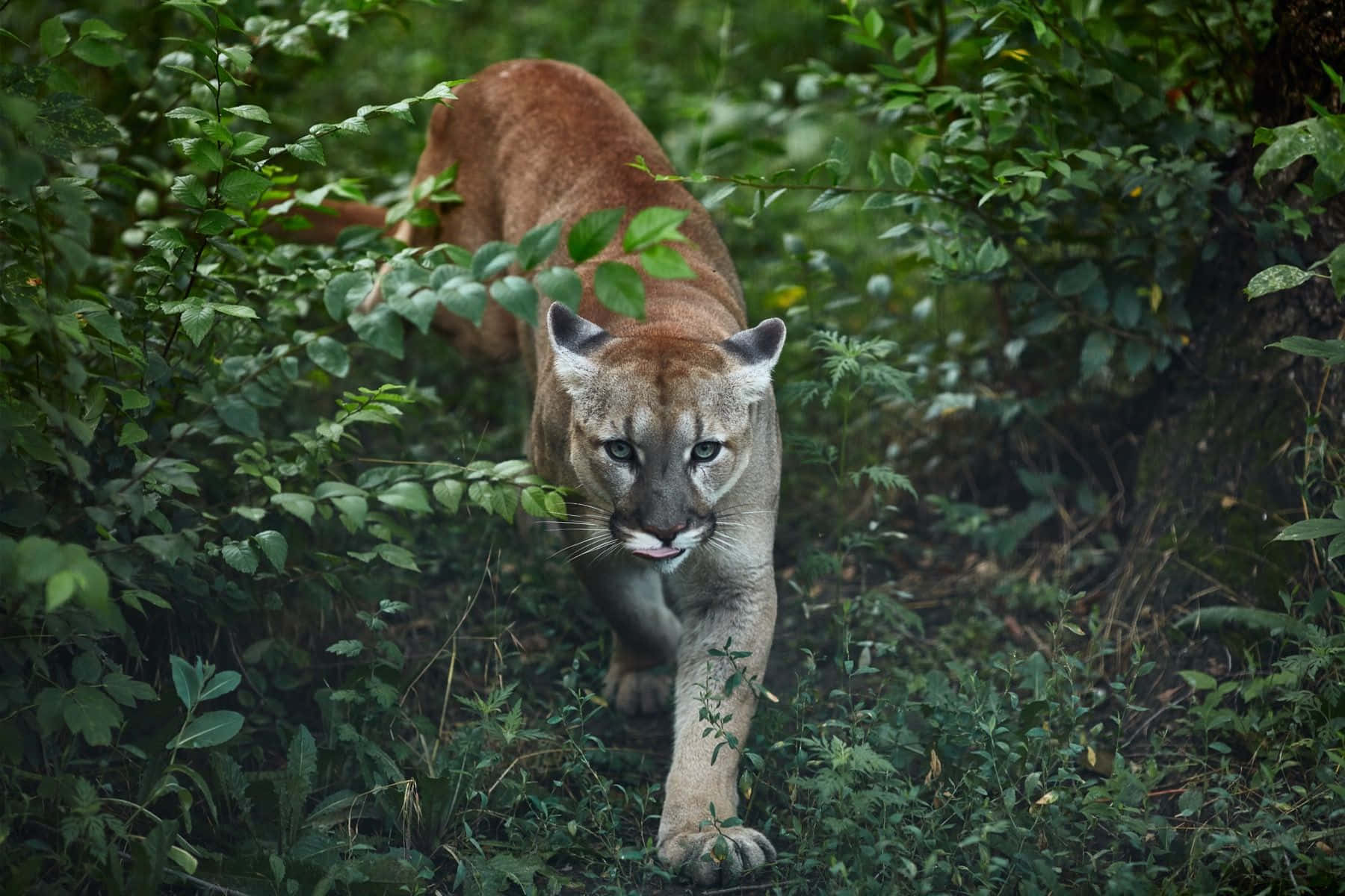 Prowling_ Mountain_ Lion_in_ Greenery.jpg Wallpaper