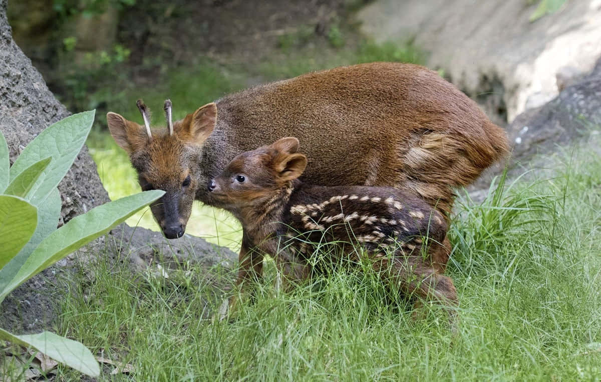 Pudu Deerand Fawnin Nature Wallpaper