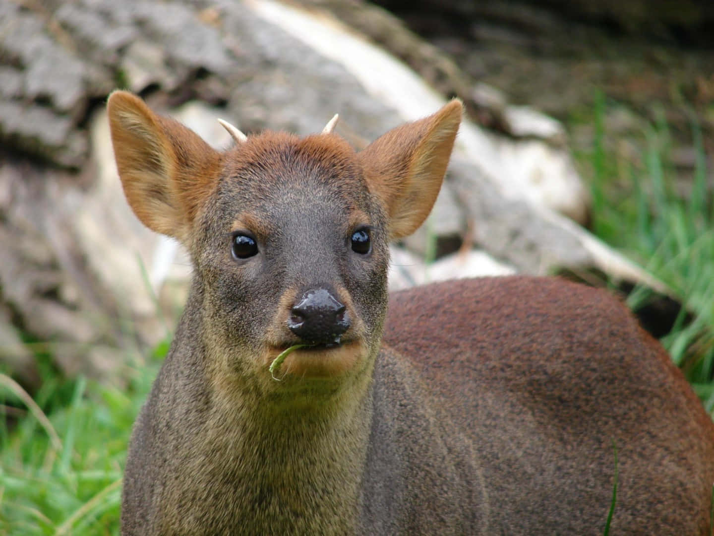 Pudu Deerin Natural Habitat.jpg Wallpaper