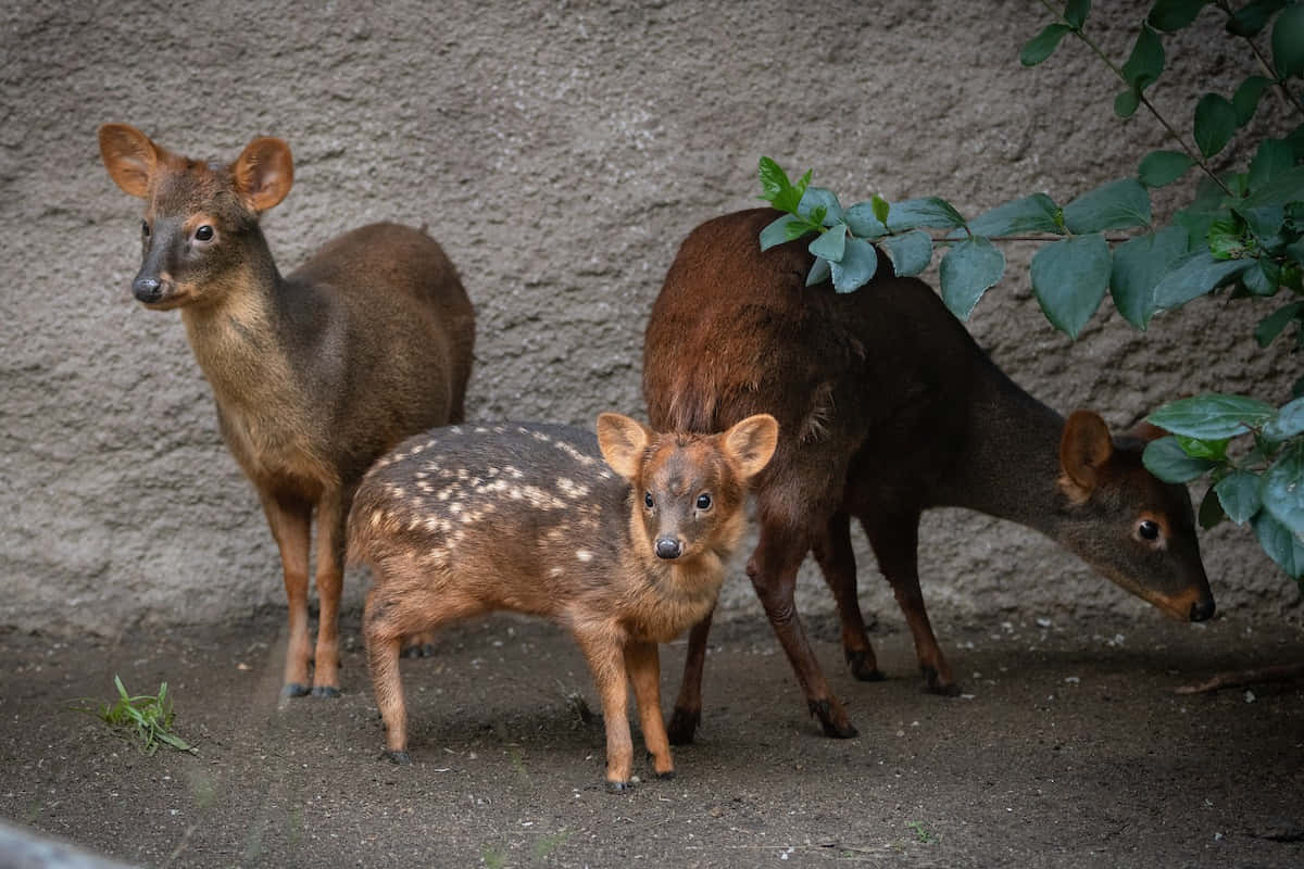 Pudu Family Gathering Wallpaper