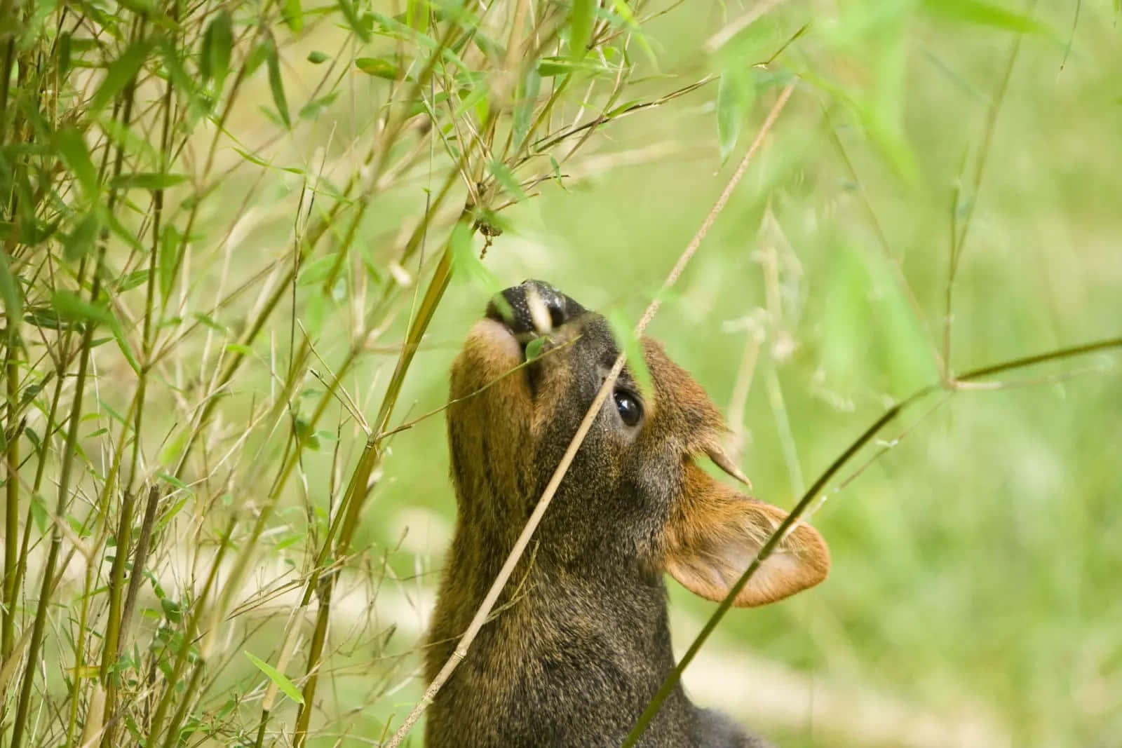 Pudu Feedingon Greenery.jpg Wallpaper