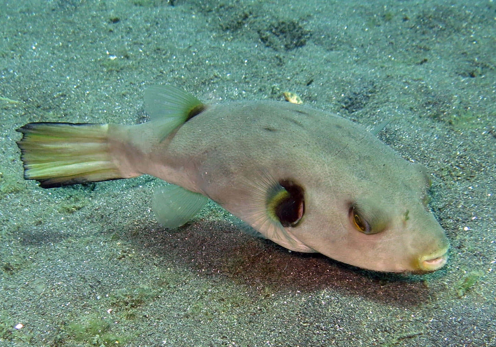 Pufferfish Restingon Ocean Floor.jpg Wallpaper