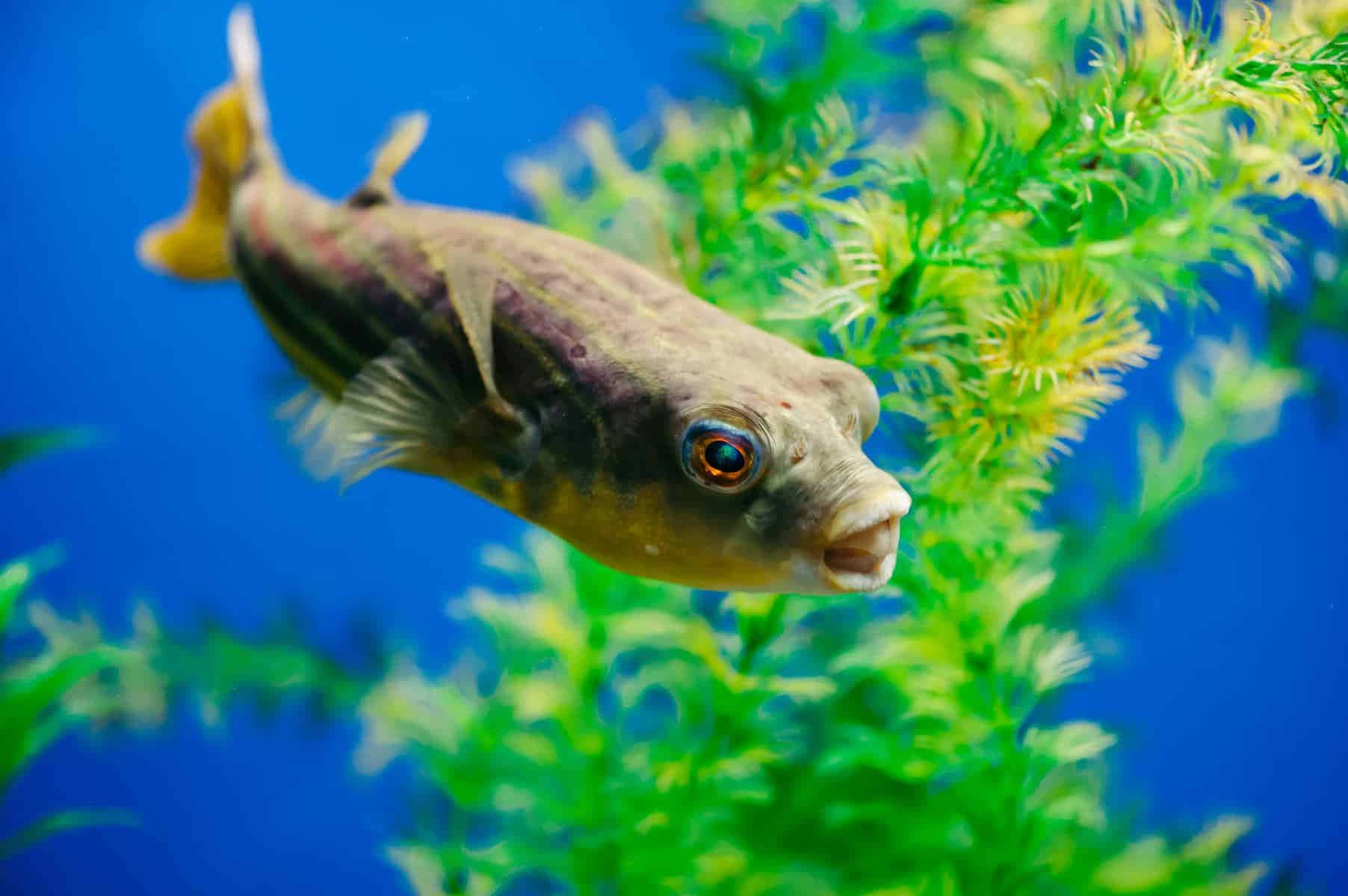 Pufferfish Swimming Near Aquatic Plants.jpg Wallpaper