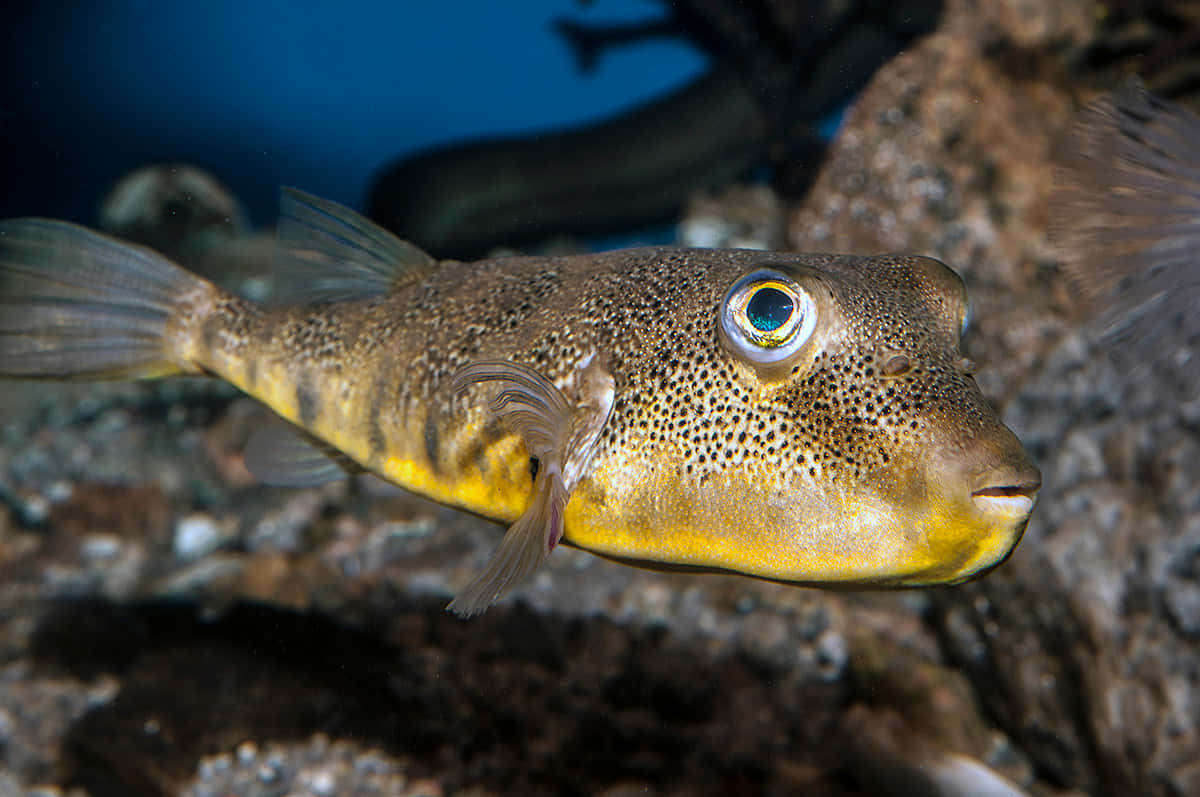 Pufferfish Underwater Portrait.jpg Wallpaper