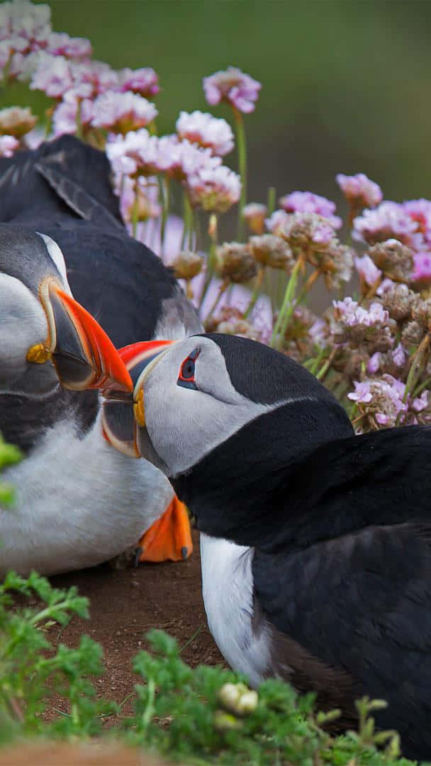 Puffin_ Affection_ Moment Wallpaper