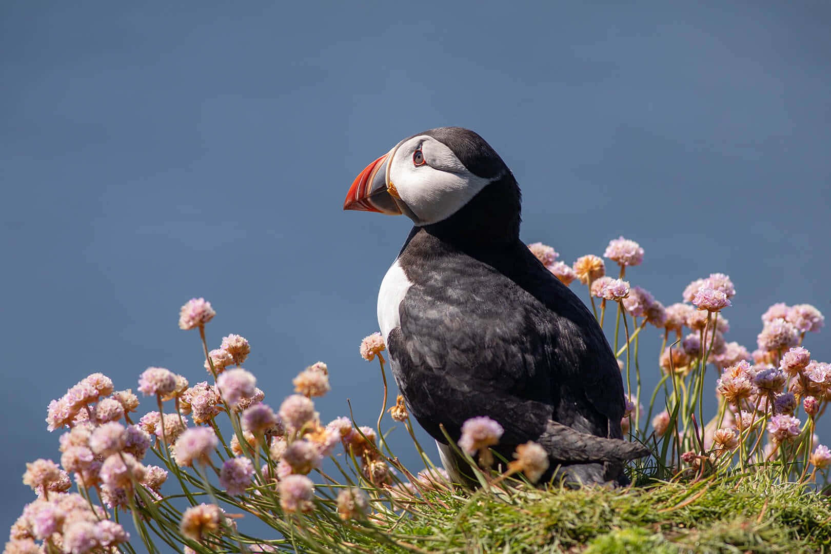 Puffin_ Amidst_ Pink_ Blooms Wallpaper