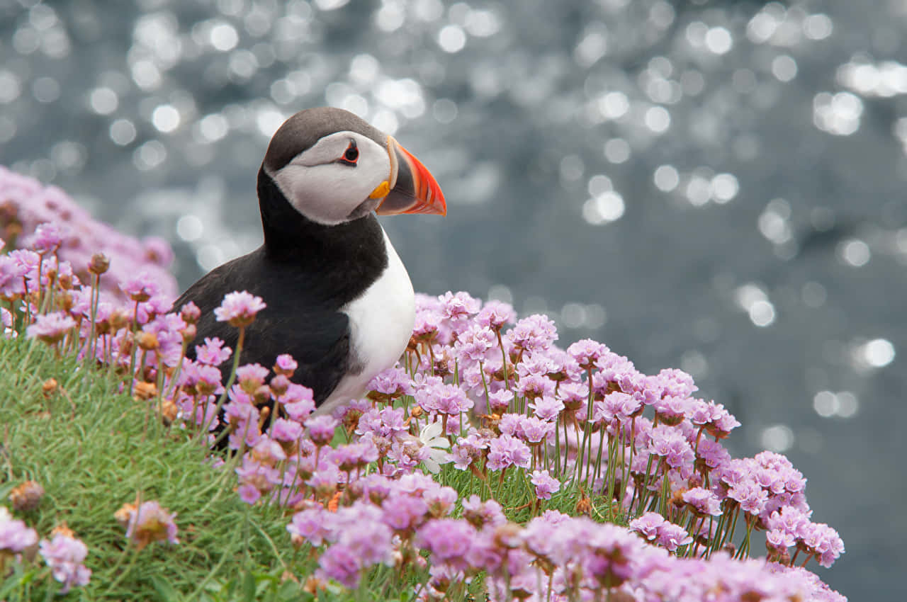 Puffin_ Amidst_ Purple_ Flowers_ Oceanside.jpg Wallpaper