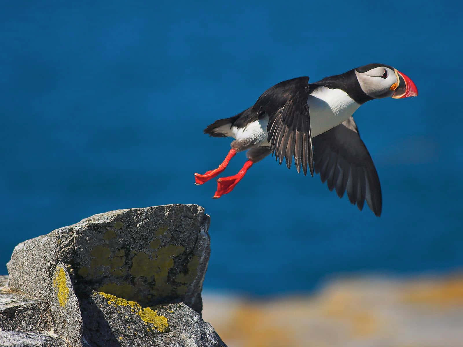 Puffin In Flight Over Coast Wallpaper