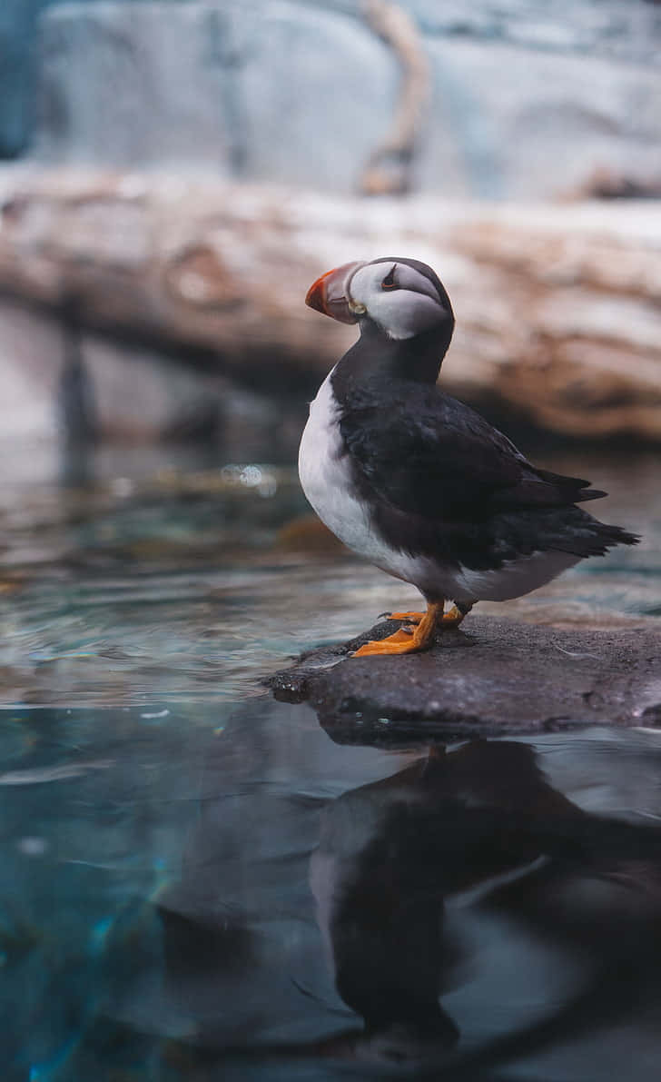 Puffin Perchedon Rock Wallpaper