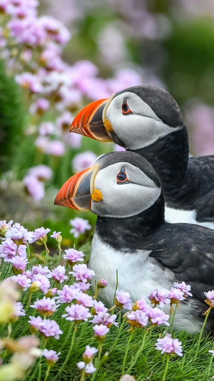 Puffins_ Amidst_ Purple_ Flowers.jpg Wallpaper