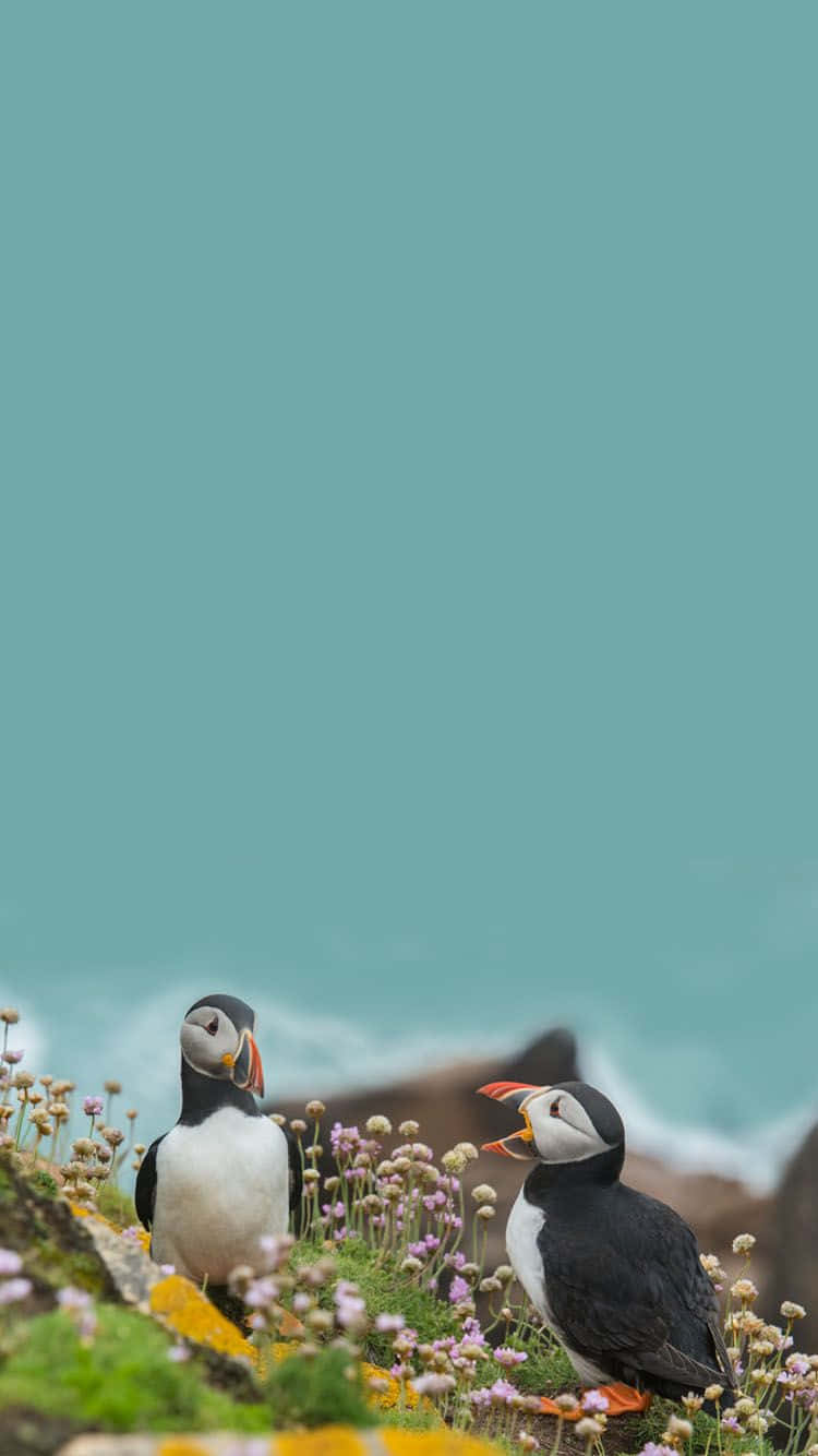 Puffins_in_ Wildflower_ Meadow.jpg Wallpaper