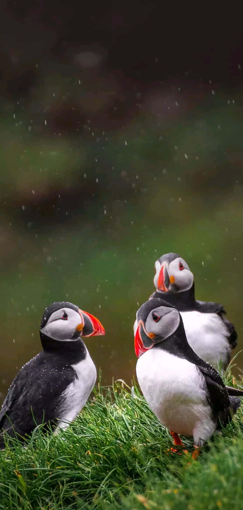 Puffinsin Rainy Grassland Wallpaper