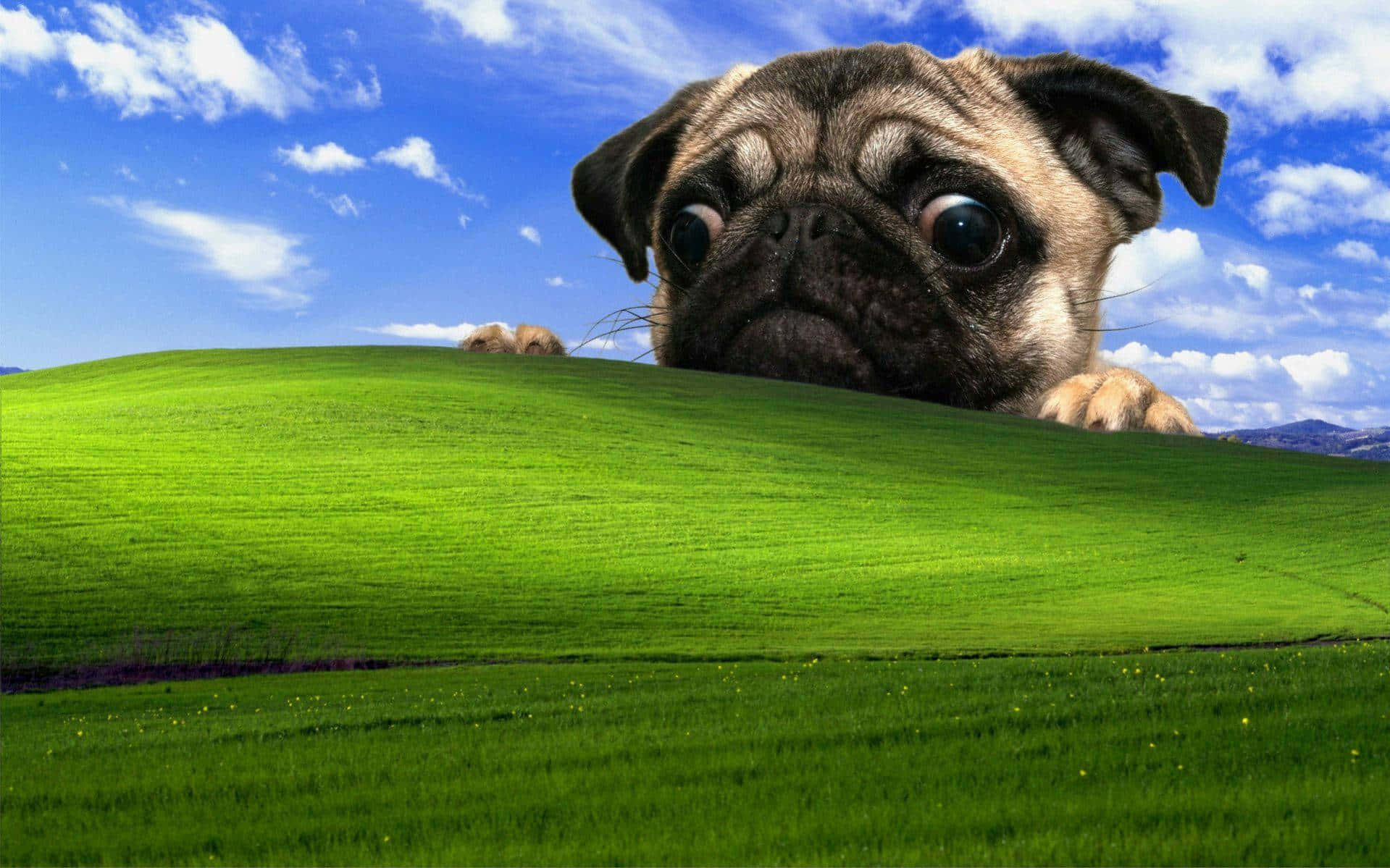 Pug Peeking Over Bliss Hill.jpg Wallpaper