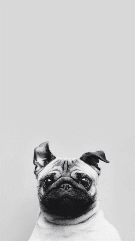 Pug Puppy Simple Phone Wallpaper