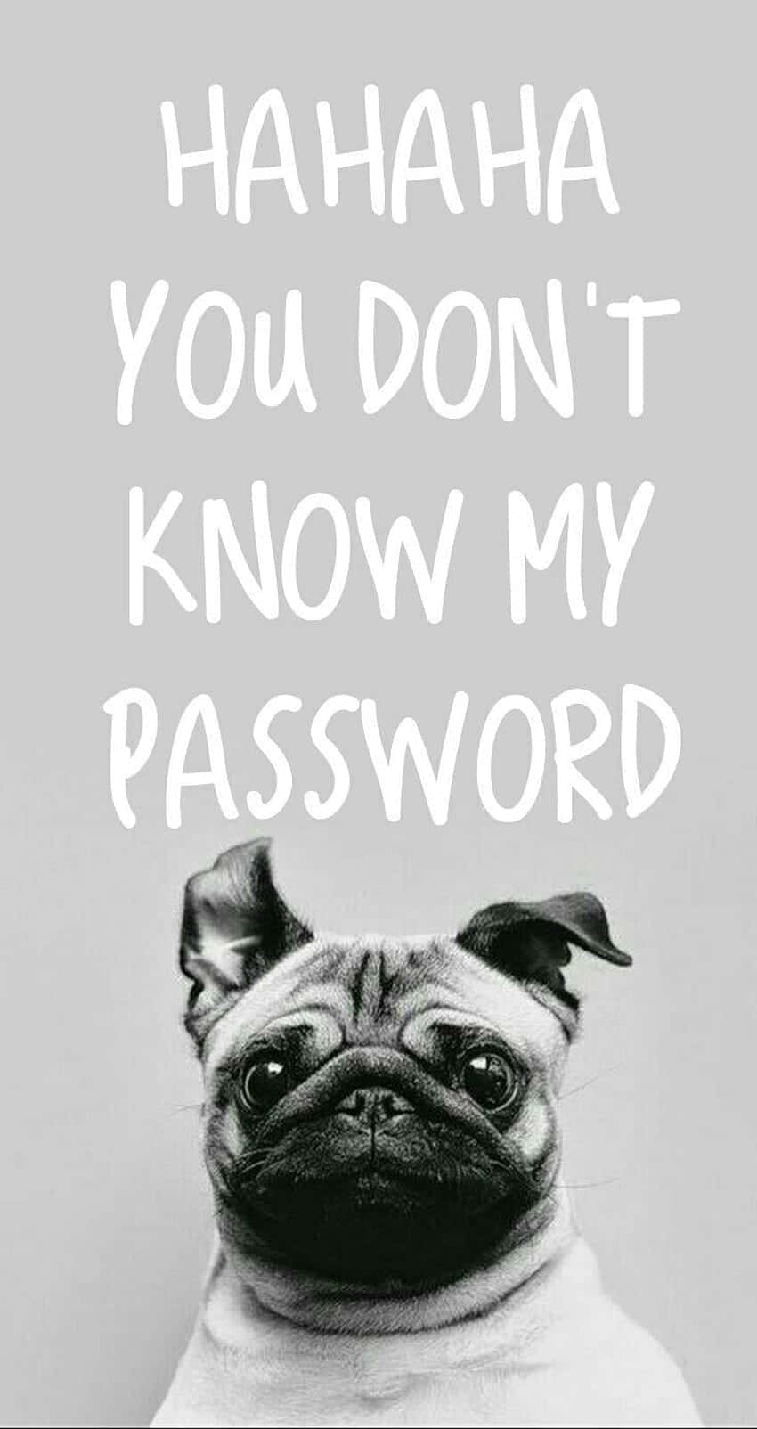 Pug Secret Password Meme.jpg Wallpaper