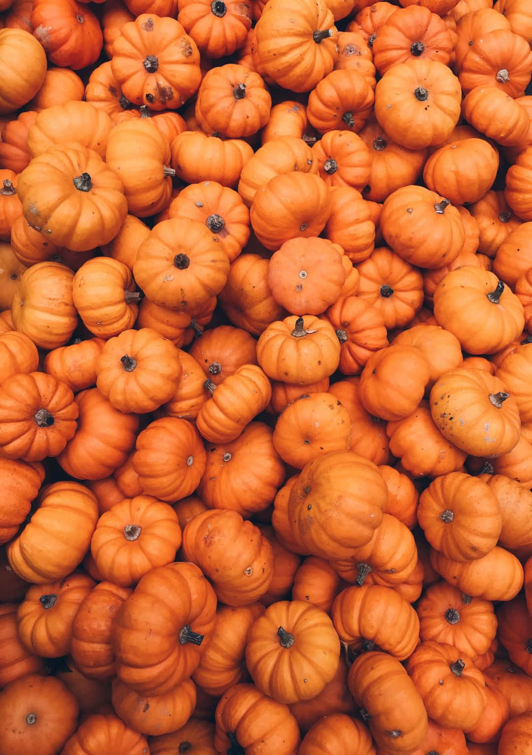 Pumpkin Harvest Aesthetic Wallpaper