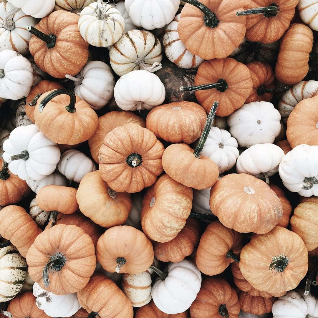 Pumpkin Harvest Autumn Texture Wallpaper