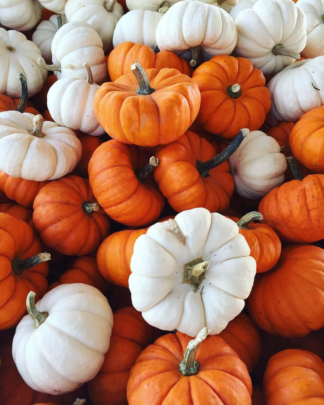 Pumpkin Patch Aesthetic Orangeand White Wallpaper