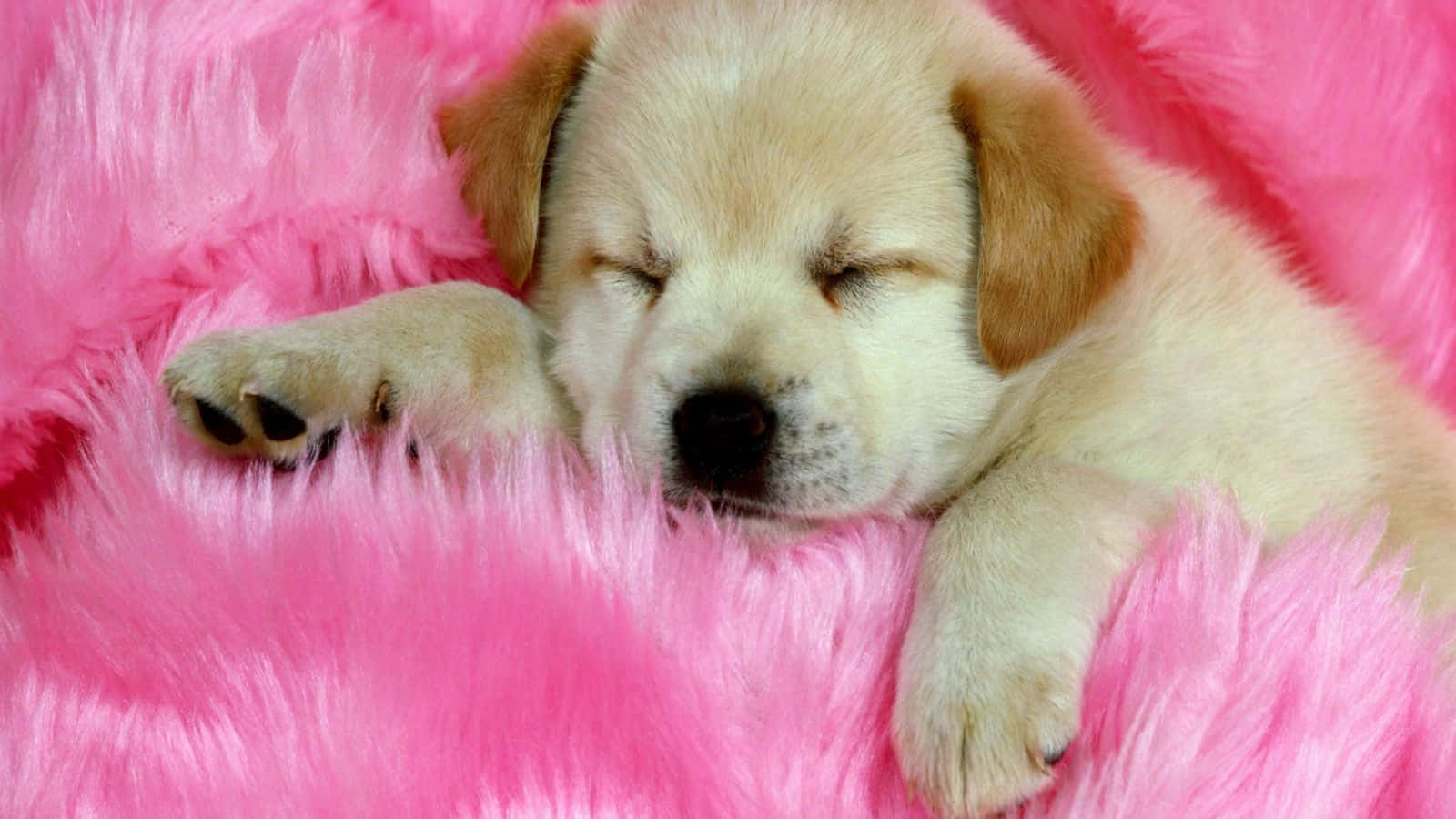 Puppy Dog Aesthetic Wallpaper