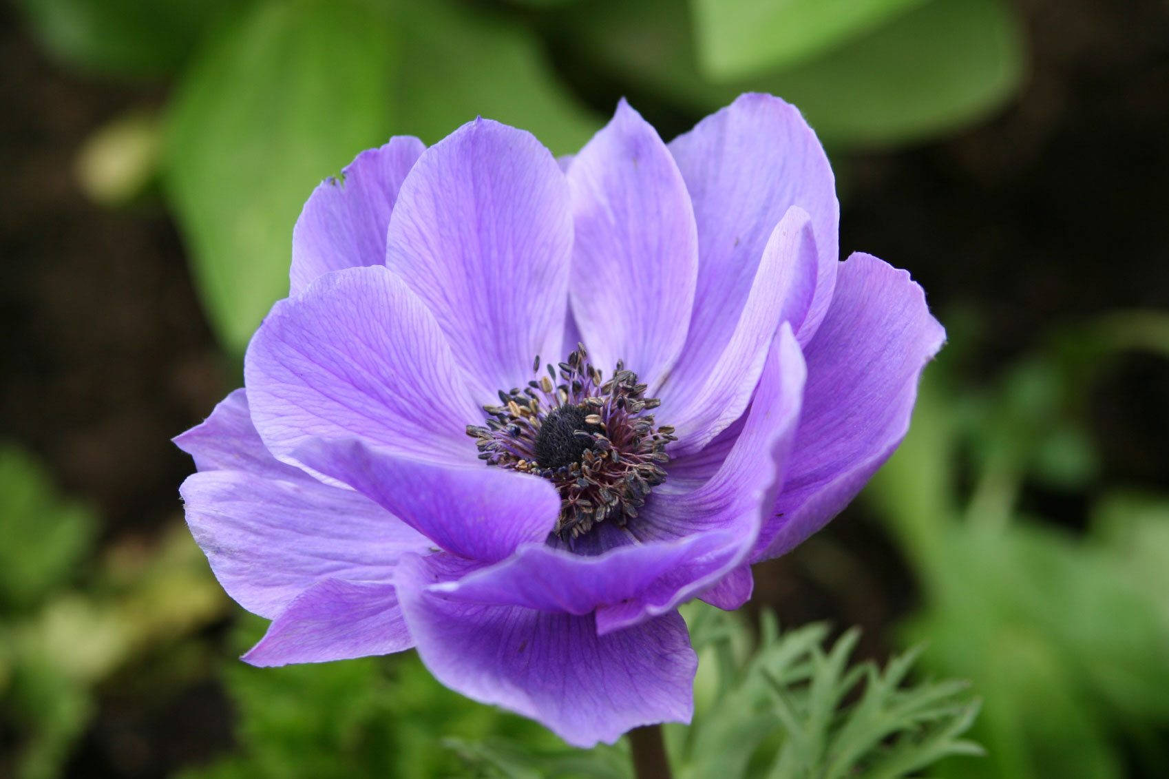 Purple Anemone Flower Wallpaper